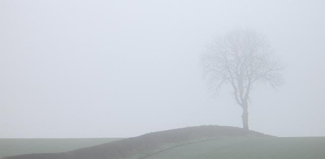 CRW_8043a.jpg - Lone Tree Through Mist