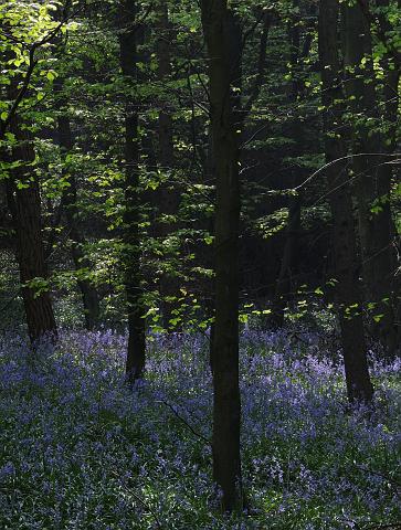 DSC_1584_002.jpg - Bluebells And Trees - Whorl Wood