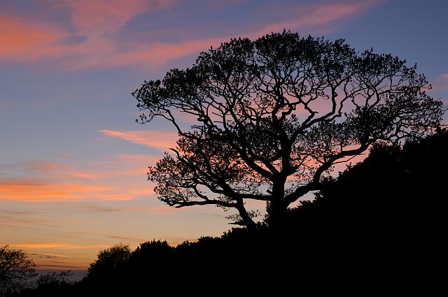 DSC_2254.jpg - Sunset Tree Silhouette, Cliff Ridge