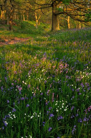 DSC_2309.jpg - Spring Flowers, Newton Wood