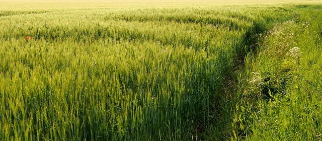 DSC_2650.jpg - Barley Field With Poppy, Kirkdale