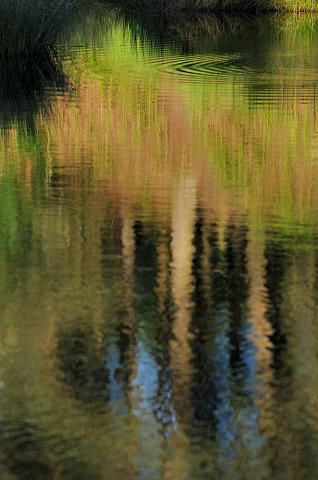 DSC_2679.jpg - Reflections, Cod Beck Reservoir, Osmotherley