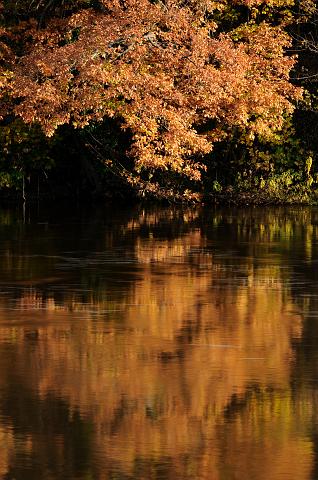 DSC_4945.jpg - River Ure Autumnal Reflection