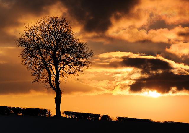 DSC_5404.jpg - Sunset Tree 1