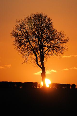 DSC_5419-SH.jpg - Sunset Tree 2