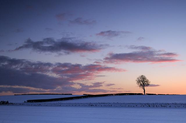 DSC_5451.jpg - Winter Sunset With Tree