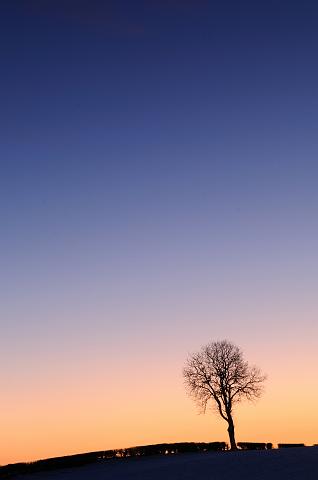 DSC_5512.jpg - Sunset Tree 3