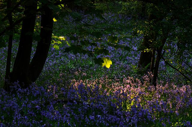 DSC_6859.jpg - Backlit Leaf And Bluebells, Cotcliffe Woods