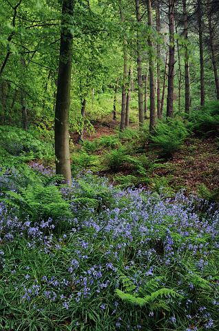DSC_7333.jpg - Bluebells In Whorl Hill Wood