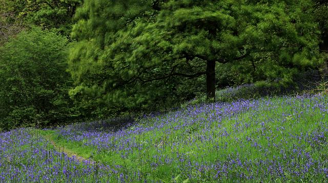 DSC_7368-C.jpg - Bluebells And Breeze In Newton Wood