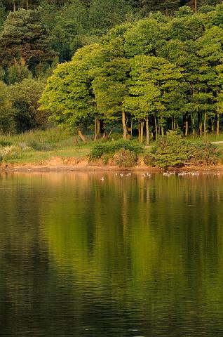 DSC_9474.jpg - Ducks And Trees, Cod Beck Reservoir